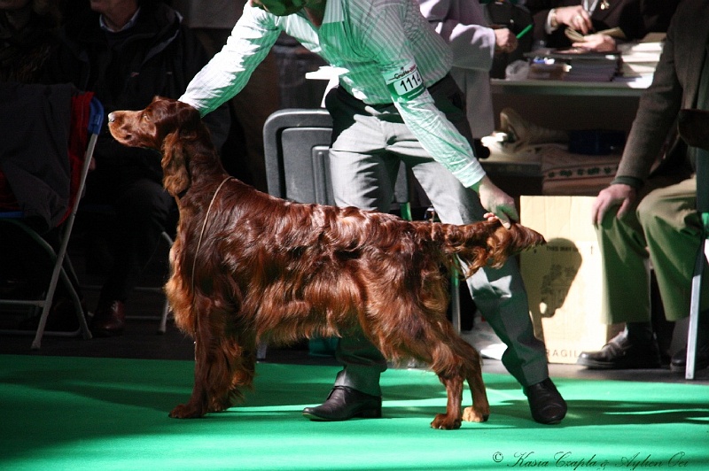 Crufts2011 553.jpg